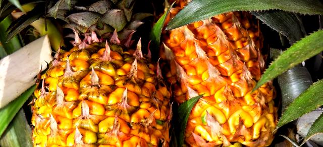 世界十大最贵水果（世界上最贵的水果前十名） 8