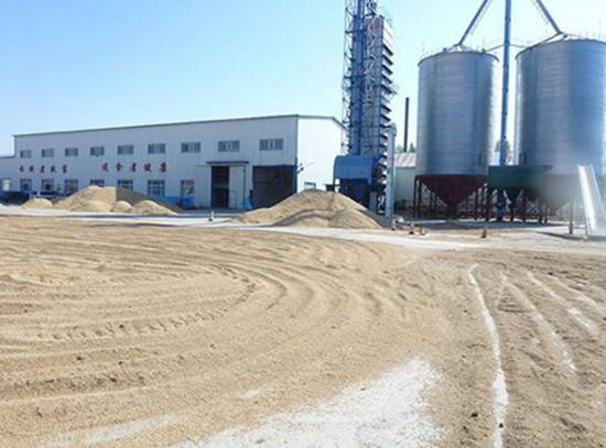 泰来县四间村黄金水稻