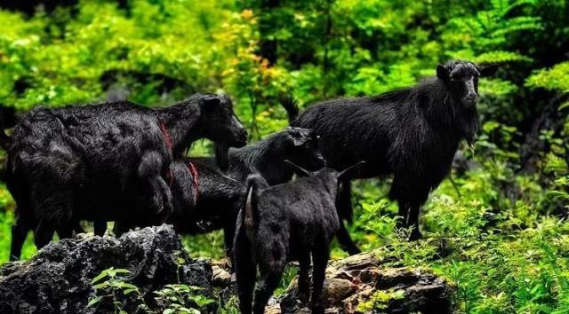 南宁市首个动物类地理标志“马山黑山羊”