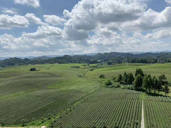 地理标志给力 龙头企业发力 贵州农民脱贫增收有力