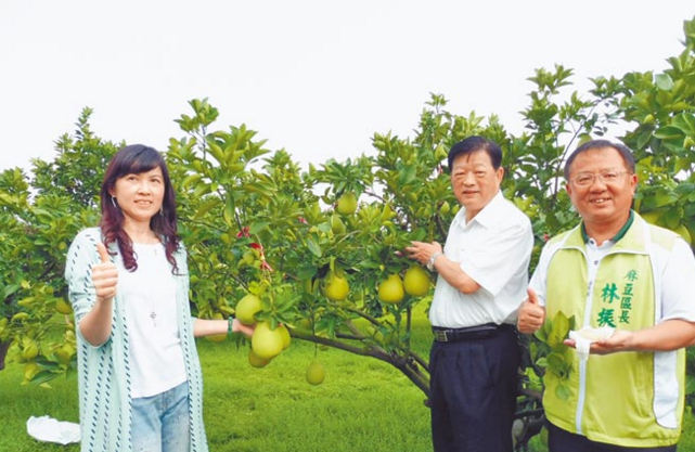 麻豆文旦商标.png