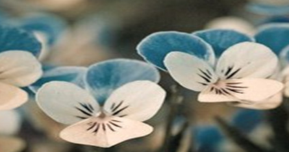 对集体商标的特征您了解多少？